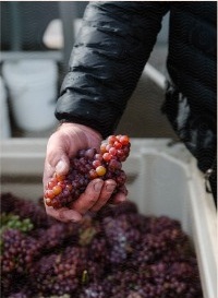 Vendimia de uvas recogidas a mano